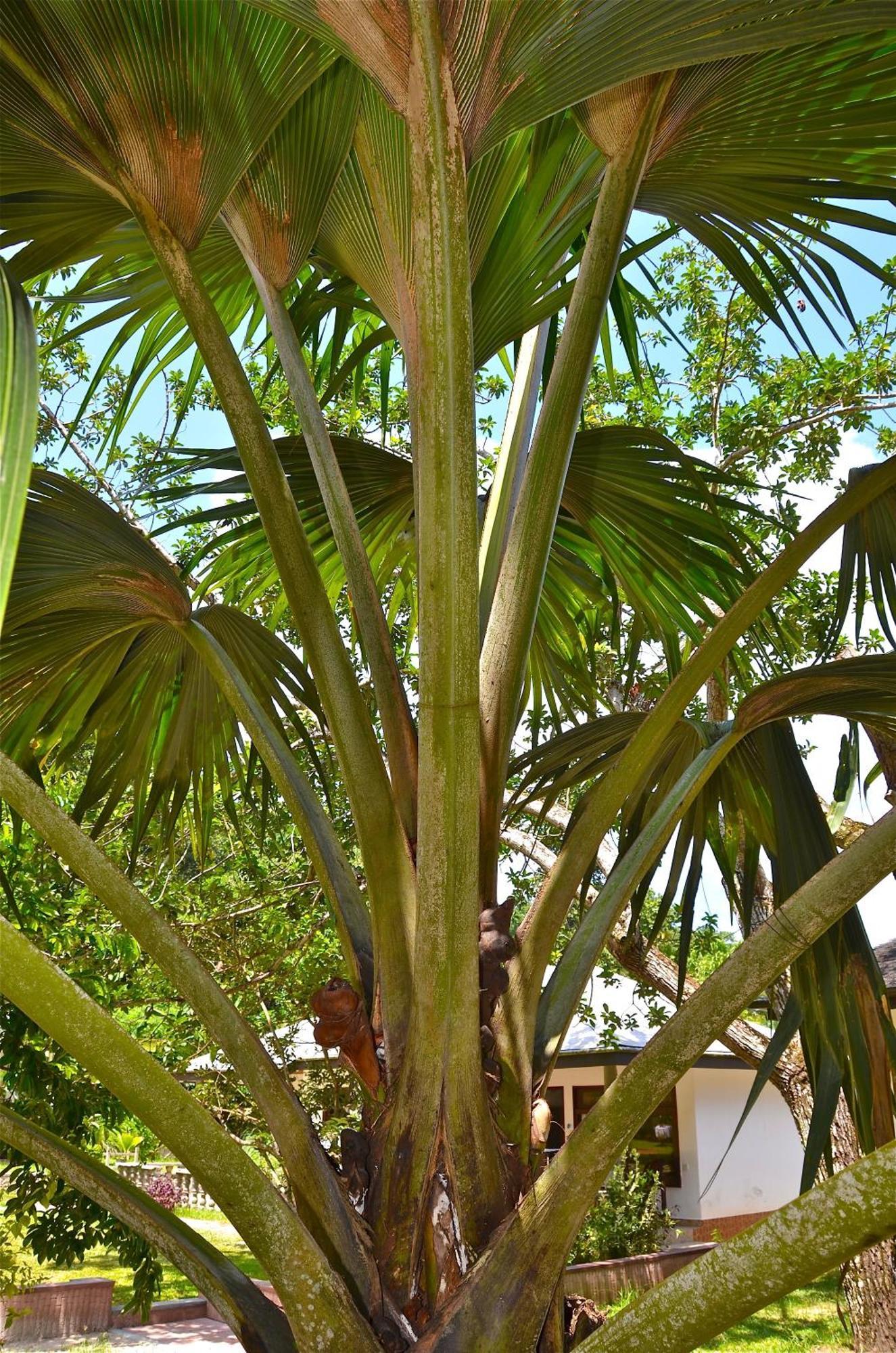 Calou Guest House La Digue Eksteriør billede